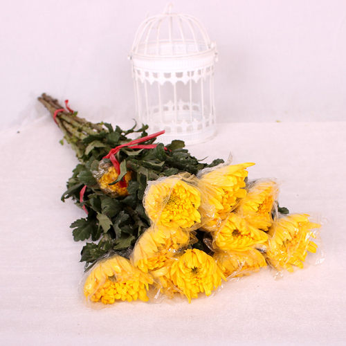 白菊花黄菊花清明节祭奠扫墓菊花新鲜大花朵一扎10枝北京同城速递 - 图2