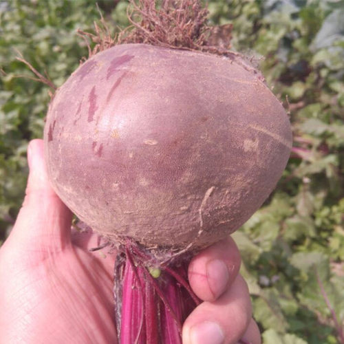 2026新鲜甜菜根5斤益顺康新鲜现挖甜菜紫菜头红菜头甜菜农家蔬菜 - 图2
