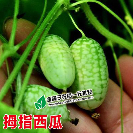 迷你小西瓜 拇指西瓜带皮吃瓜长3CM 大面积种植保 - 图0