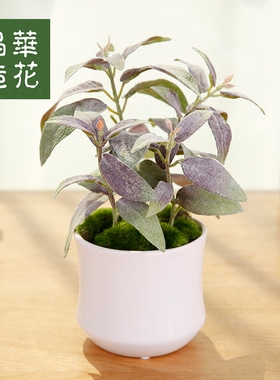 晶华高仿真迷你小盆栽客厅茶几