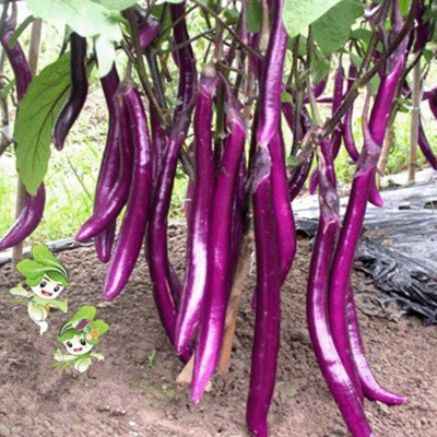 寿光蔬菜种子紫色广佳长茄台湾紫龙长茄农家菜园阳台盆栽基地种植 - 图1