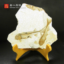 Liao Xiu Bio Wolverine Fin Fish Fossil Specimens Original Plate Ornamental Chite Pendulum Piece Animal Fossil Raw Stone With Bracket