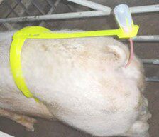 猪用自动输精夹配种架猪夹子支架猪背夹配猪架子养殖母猪配种神器 - 图3