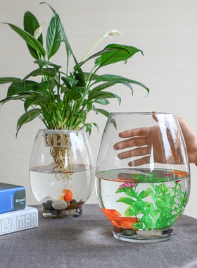 容器水培植物绿萝铜钱草玻璃花瓶