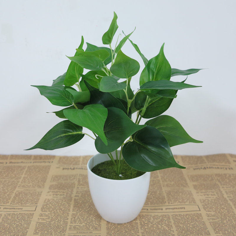 绿植万年青 新人首单立减十元 21年8月 淘宝海外