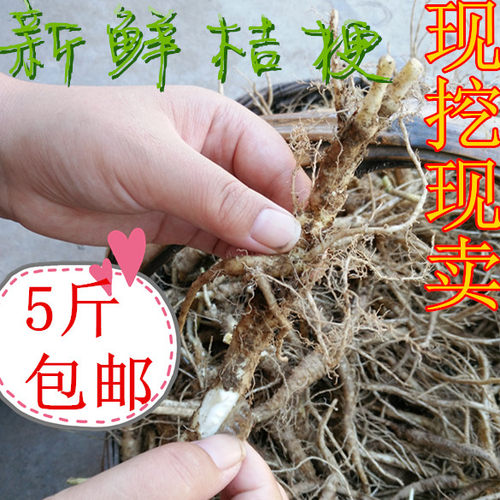 新鲜野生桔梗 苟宝 狗宝药食同源湿桔梗 新鲜 - 图2