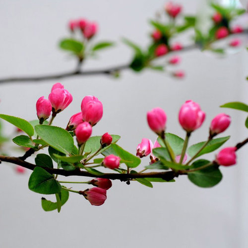 绚丽四季海棠花树苗盆栽西府海棠花庭院阳台耐寒花卉植物垂丝海棠 - 图3