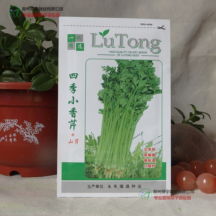 芹菜苗根芹苗寿光蔬菜种子芹菜种子四季小香芹种子菜园菜园山芹菜