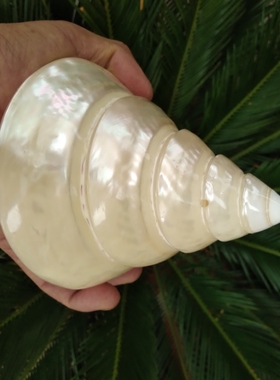 抛光供佛白色橱窗装饰海螺贝壳