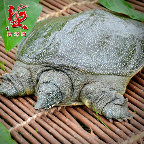 龚老汉中华鳖 慢长外塘甲鱼鳖 王八 团鱼生态散养黄牌(慢养公鳖) - 图1