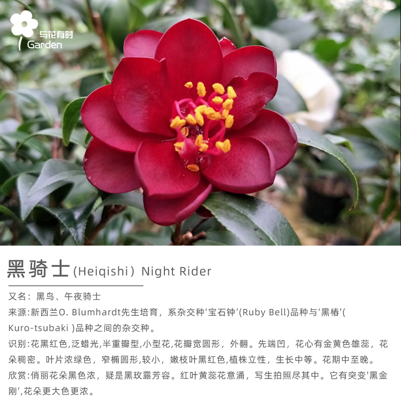 速发黑骑士茶花树苗盆栽黑鸟午夜骑士迷你庭院园户外植物福建龙岩