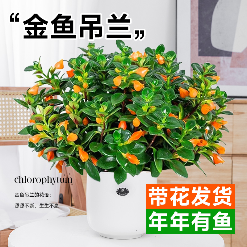 极速金鱼吊兰盆栽带花苞花卉植物室内花好养活常青绿植茉莉花四季 - 图1