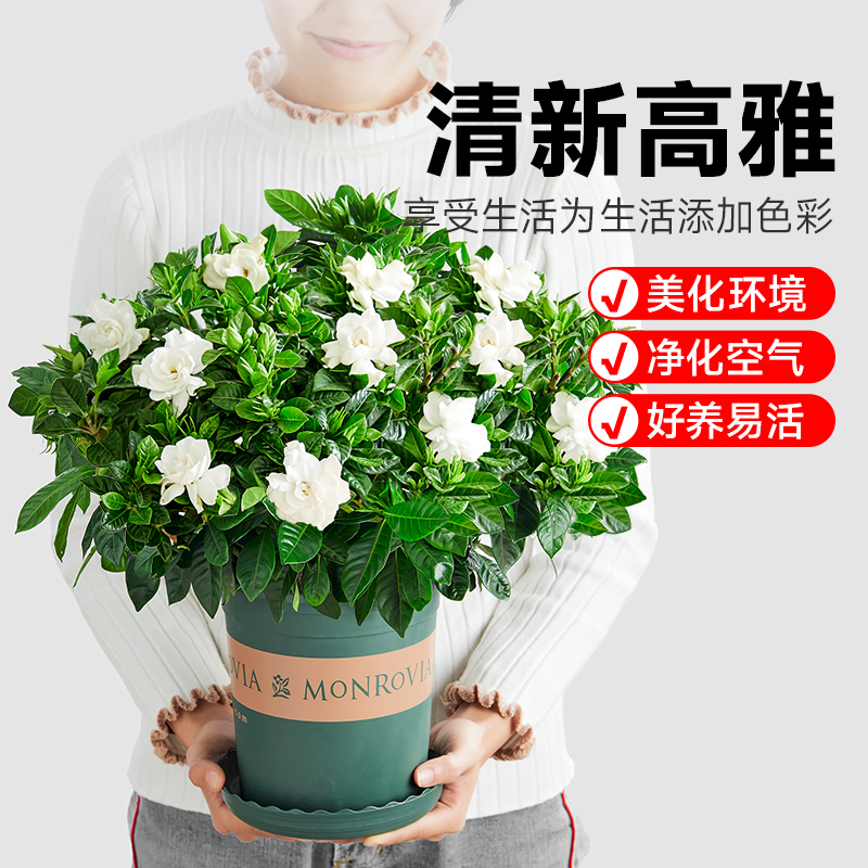 栀子花盆栽客厅办公室内桌面带花苞阳台水培绿植四季开花卉植物 - 图3