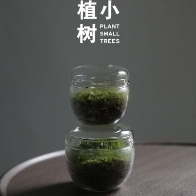 现货速发植小树 碧绿 苔藓微景观生态瓶办公室茶室桌面趣味植物小 - 图2