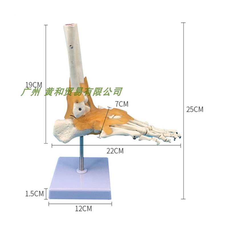 极速人体关节骨骼模型韧带手肘肩髋脚仿真演示医院P学校用教具摆 - 图3