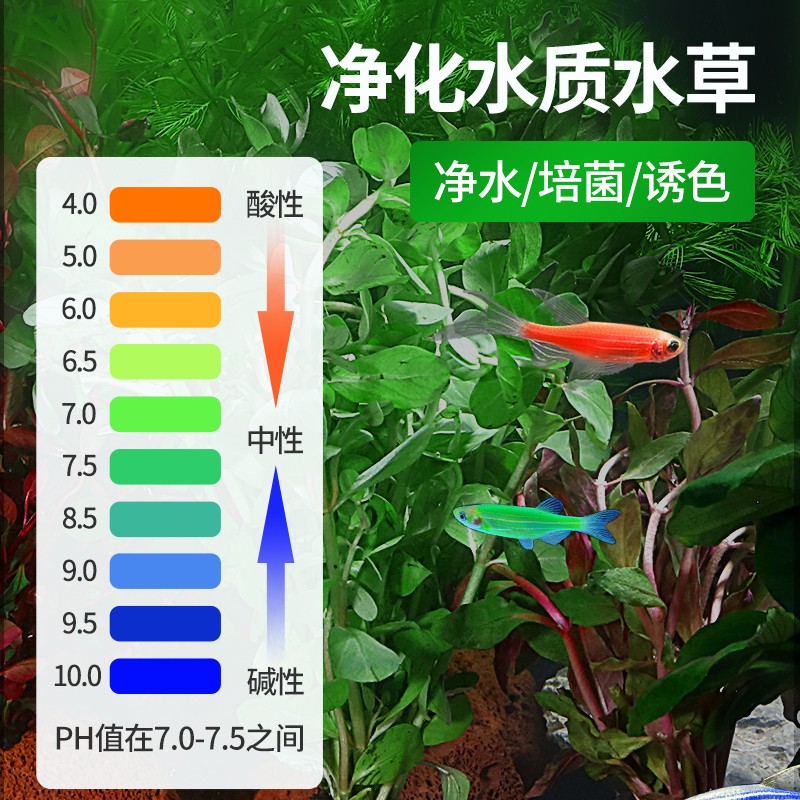 厂家水草植物小鱼缸造景全套餐真装饰净化水质蜈蚣懒人阴性火山石