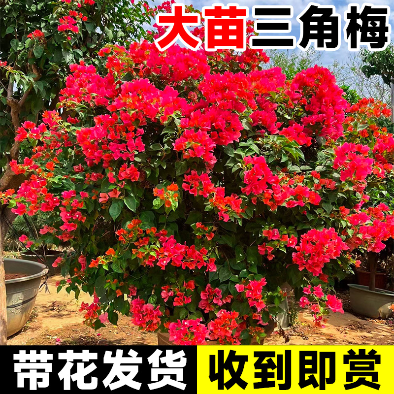 速发三角梅盆栽带花爬藤植物绿樱花苗三叶梅阳台植物室内外四季开 - 图1