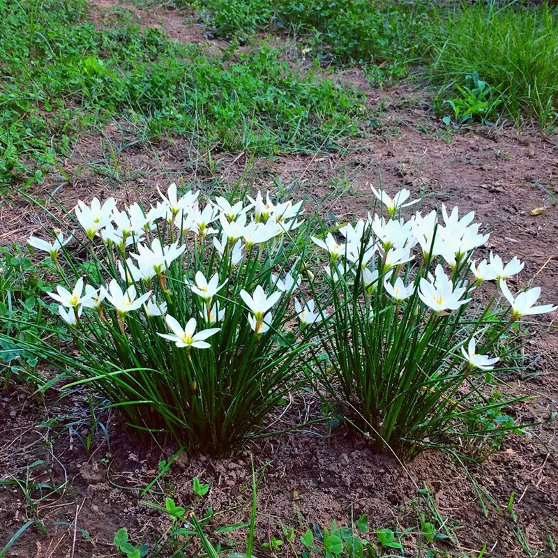 易生白葱b兰花苗矮生种草多年花宿根耐寒耐阴清明回忆思念小白花 - 图2