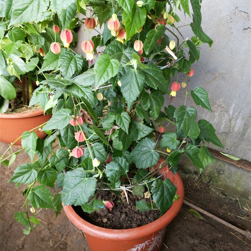 新品四季藤本花卉悬风铃花蔓性红灯笼花盆栽新品藤蔓植物庭院阳台-图0