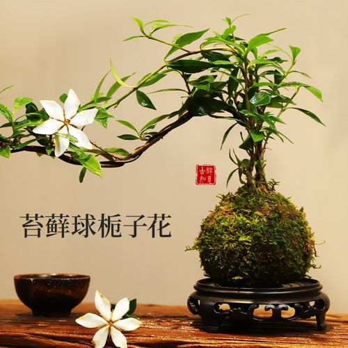 苔藓球海b岛栀子花四季开花盆景绿植水培花中式室内好养香薰办公 - 图1