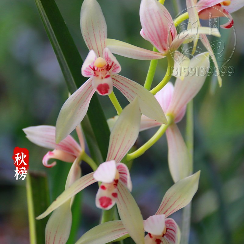 兰花秋榜色花秋天开花浓香型新手好R养秋带花苞发货