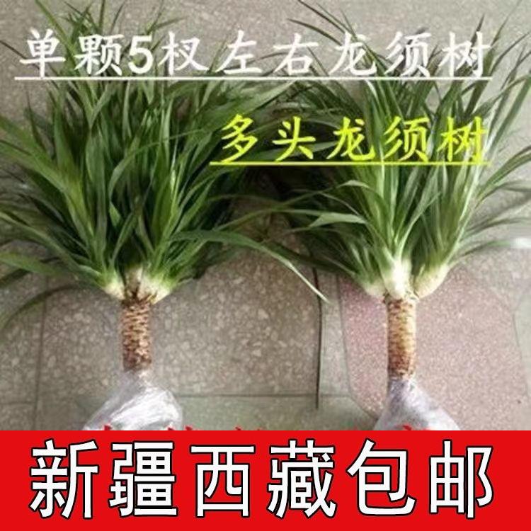 新品新疆西藏包邮龙须树龙须铁龙血树多头花卉盆栽室内客厅大型绿-图1