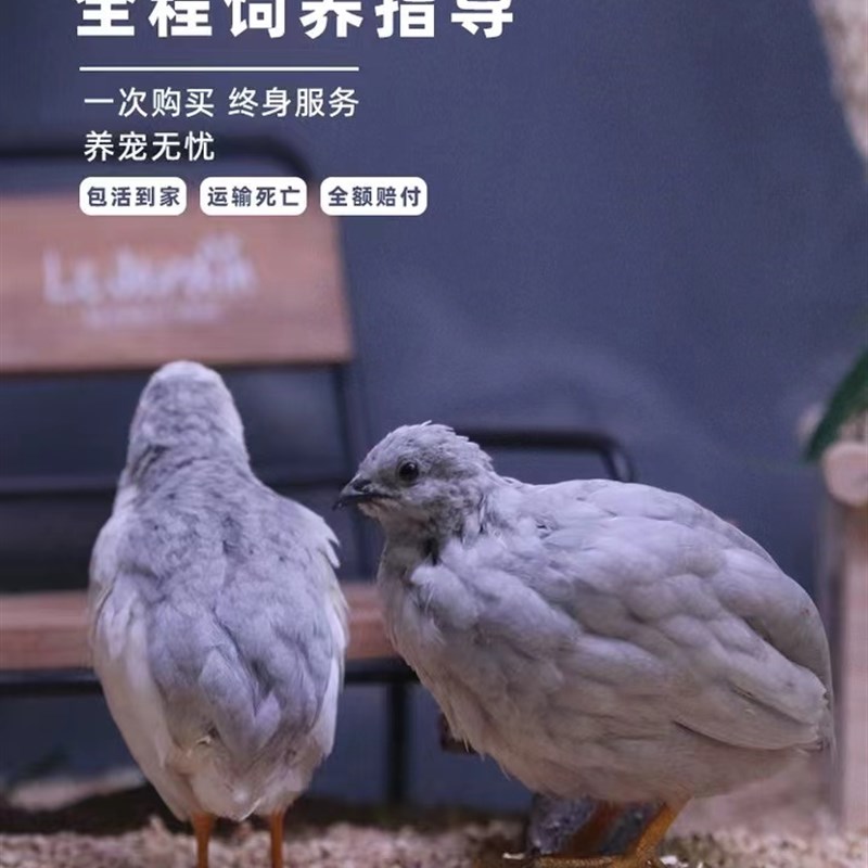 网红宠物鸡40-60天q青年鸡活物观赏鸡活体全色系迷你宠物顺丰包邮-图0