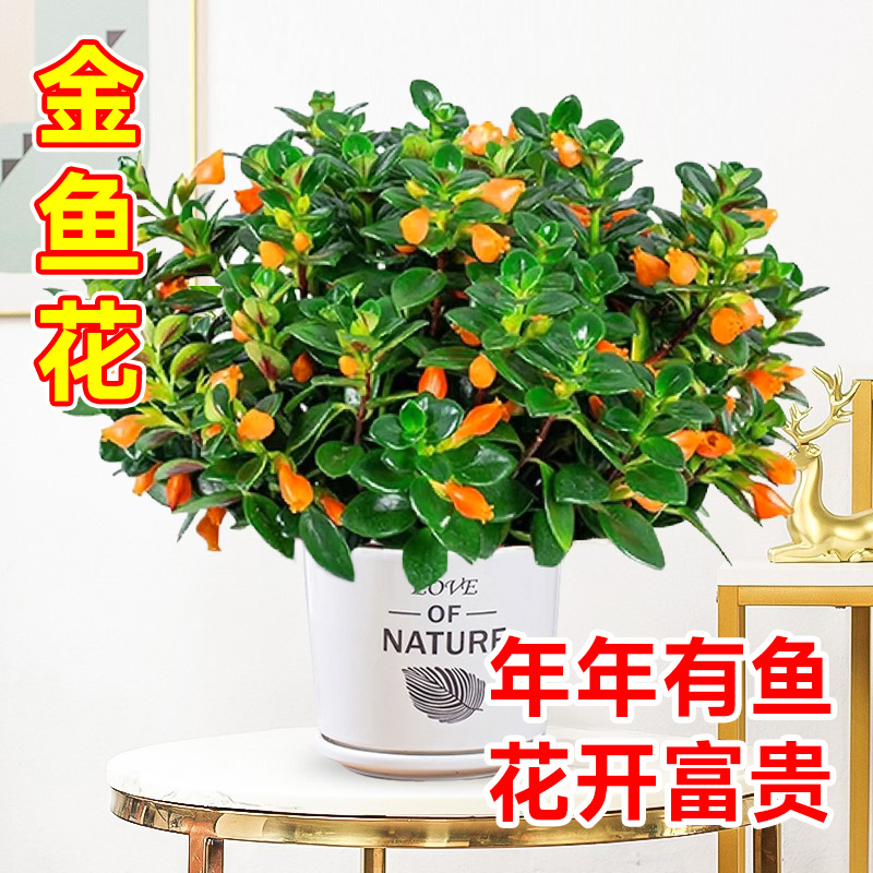 推荐金鱼吊兰盆栽带花苞花卉植物室内花好养活常青绿植茉莉花四季 - 图0