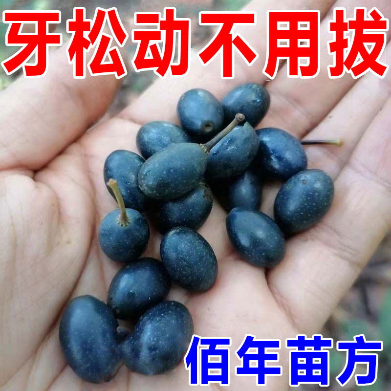 牙牙松不用拔】【齿m松动牙龈萎缩肿痛牙膏动牙酸痛护龈固齿牙晃C - 图0