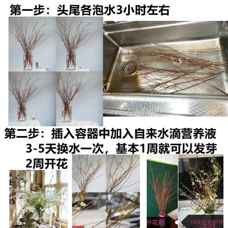 观赏枯木逢春干h花柳枝重瓣遇水开雪柳鲜枝昆明龙柳水培枝支养活 - 图1