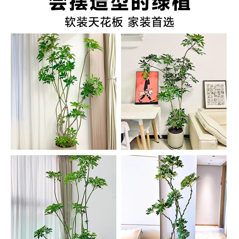 速发造型鸭脚木客厅大盆栽室内大型禄植落K地老桩绿植鸭掌木植物 - 图3