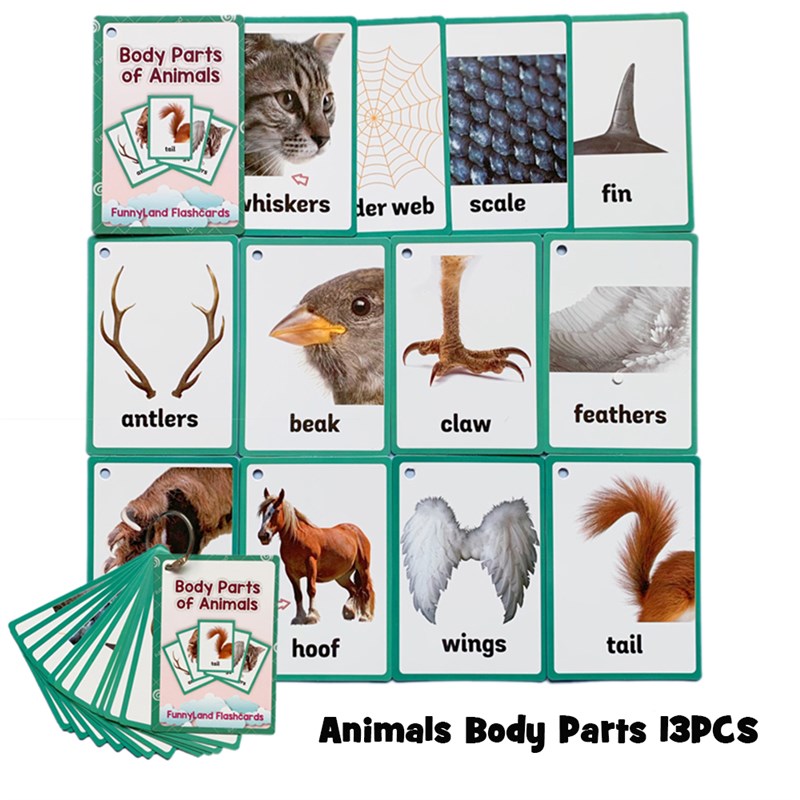 极速34Pcs/Set Body Parts Animal Cloth English Learing Flash - 图2