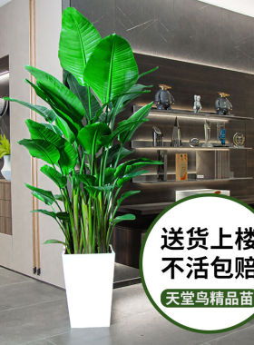 天堂鸟盆栽绿植大型室内客厅花卉大叶G植物办公室好养活四季鹤望