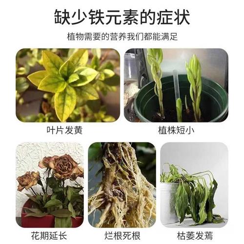 速发硫酸亚铁补铁专用花肥料水溶肥缓释肥栀子杜鹃桂花月季防黄叶-图0