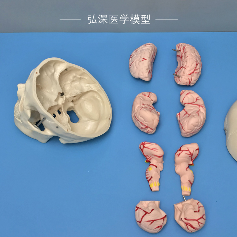 推荐人体头颅骨模型附带大脑动脉血管骷髅头骨骼解剖结构可拆8块 - 图1