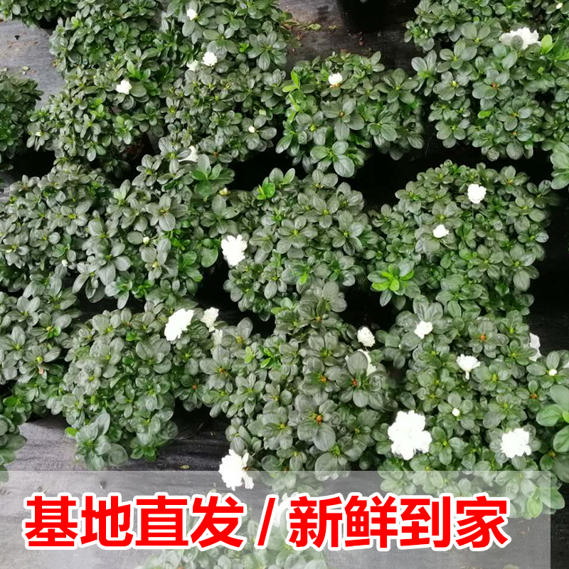 永福花乡园艺 白色杜鹃花 比利时杜鹃H 西洋杜鹃花 西洋杜鹃花苗 - 图0