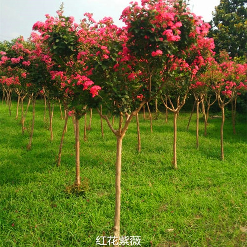 紫薇花树苗美国红火箭苗日红x花苗小百工院盆栽种植绿化庭程花植