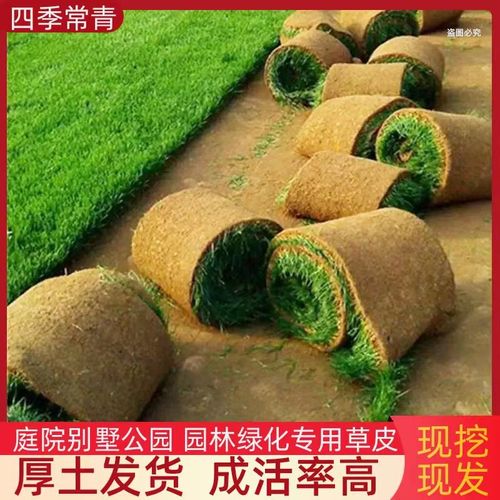 草坪真草皮带泥土免修剪马尼拉台湾草四季青庭院园林别墅工程绿化 - 图0