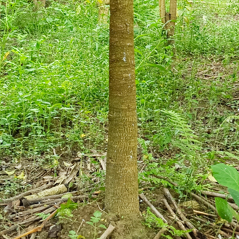 老桩幸福植幌伞枫绿树物盆栽地栽客厅办I公室书房净化空气阳台庭 - 图0