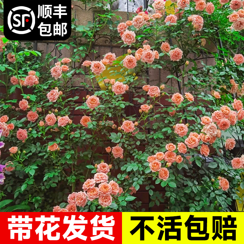 甜梦蔷薇藤本月季花苗阳台盆栽庭院爬藤植物玫瑰带花苞四季开花卉 - 图2