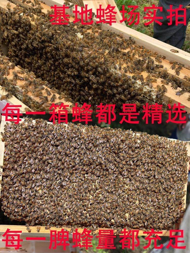 速发收峰笼透气可携式蜜蜂新款收蜂笼专用布收蜂袋诱蜂捕蜂分蜂群-图2