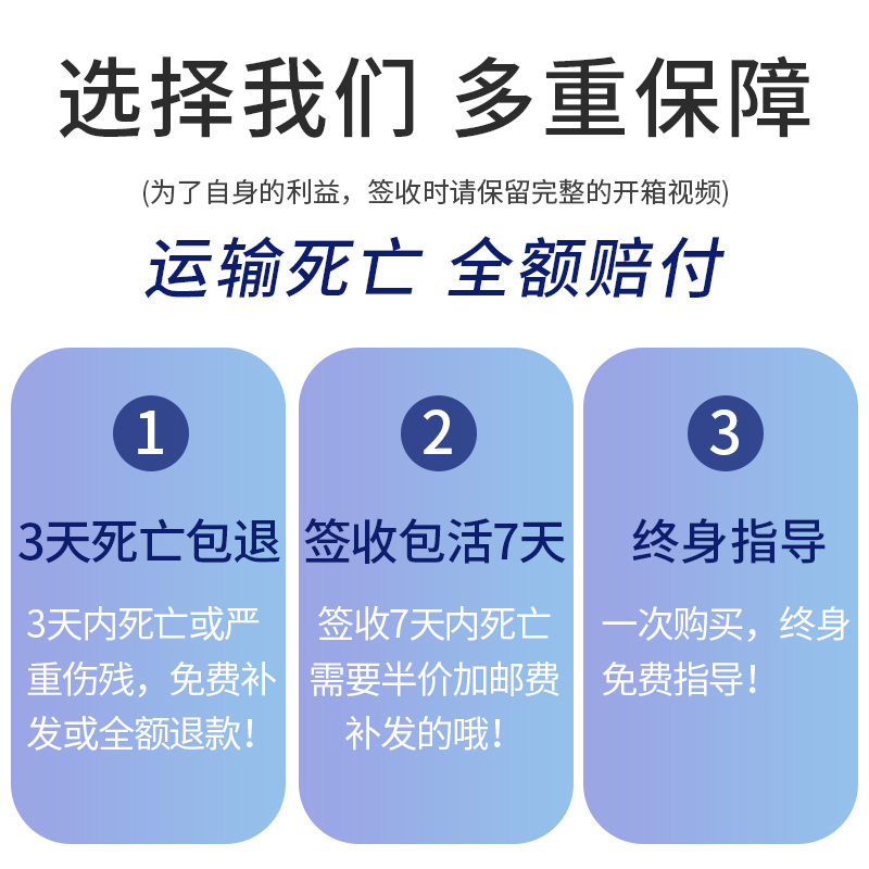 速发玄凤鹦鹉鸟活物鸟笼活鸟粮中小型手养会说话黄化彩色幼鸟活体 - 图2