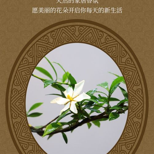 苔藓球海b岛栀子花四季开花盆景绿植水培花中式室内好养香薰办公 - 图2