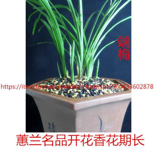 推荐带花苞兰花 蕙兰老八品程梅 端梅 关顶 郑孝荷开花浓香绿植办 - 图2