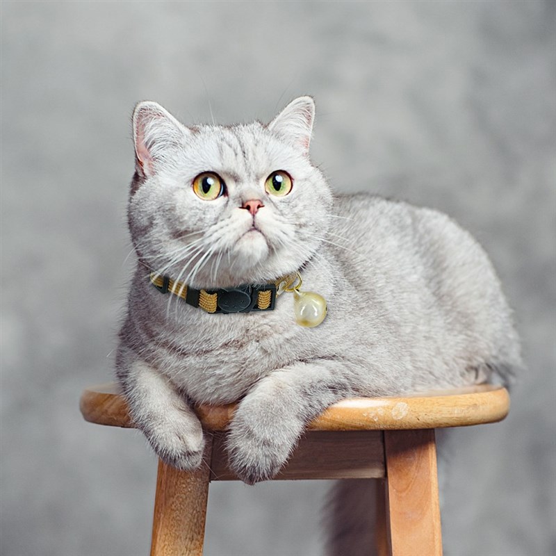 Quick Release Cat Collar With Bell Safety Breakaway Cute Ca - 图2