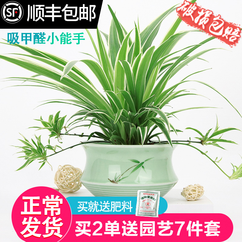 金边吊兰植物室内好养花卉盆栽吸除去甲醛桌面小绿植水养水培垂吊 - 图0