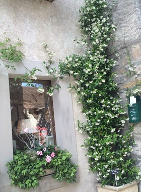 风车茉莉爬藤花卉植物络石藤大苗银丝茉莉芳香庭院攀爬盆四季常绿