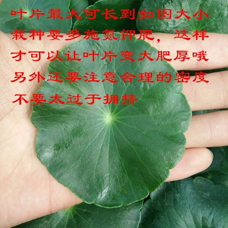 厂家大叶铜钱草盆栽水培植物金钱草净化空气室内招财客厅桌面水养 - 图0