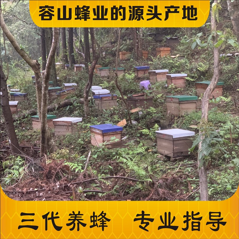 蜜蜂中蜂蜂群中蜂中华蜂养殖带箱带阿坝新开产蜂王带子脾蜜蜂活群 - 图1
