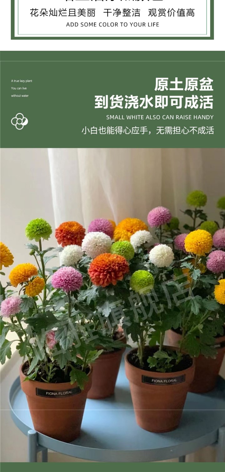 重瓣乒乓姬小菊花盆栽大苗绿植物阳台庭院室O内外四季开花趣味花-图2